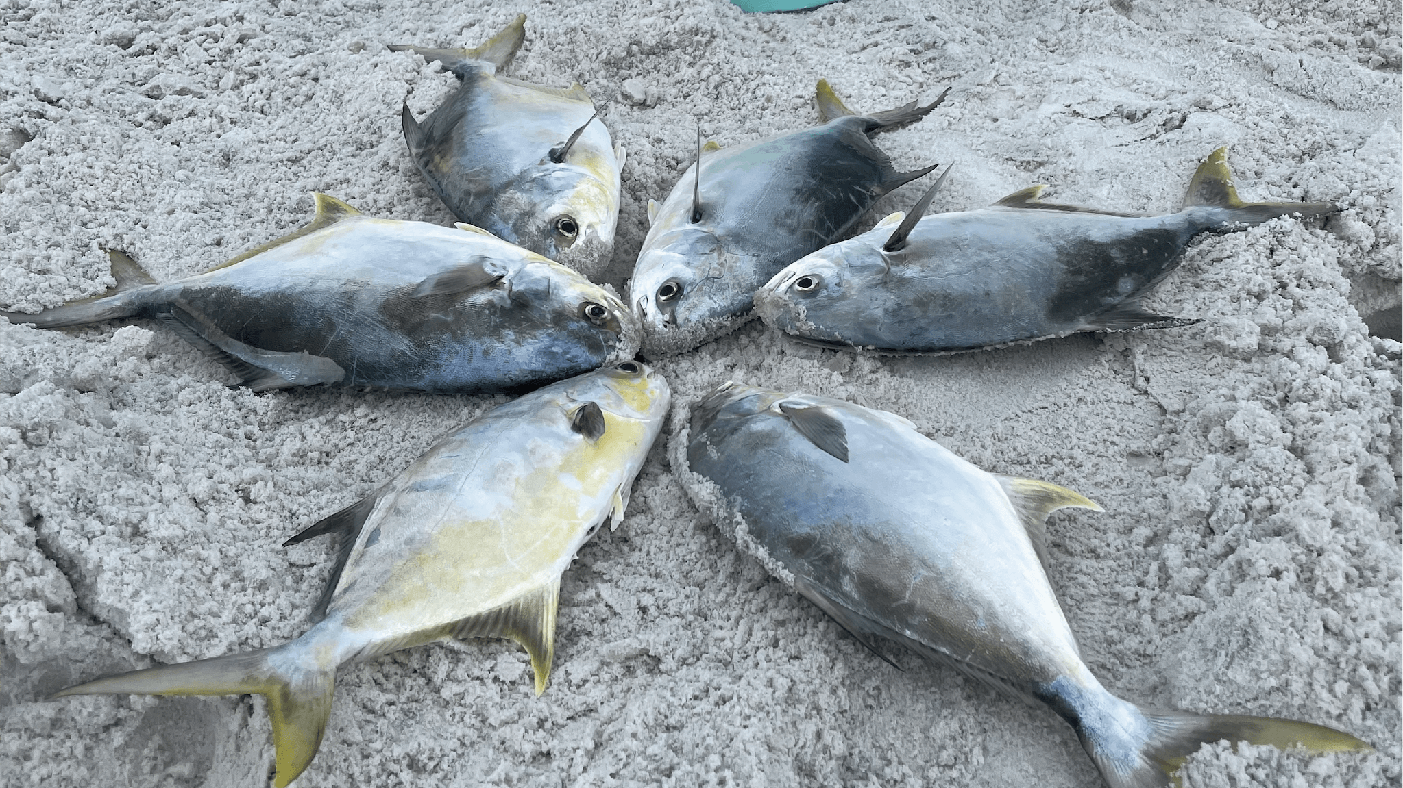 Surf Fishing Charters